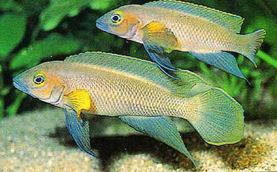 Neolamprologus pectoralis